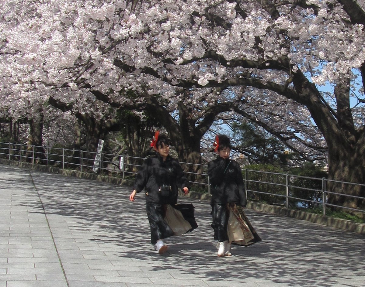 TeMarijke's tweet photo. @heyitssharla My journey started the 4th of April 2012 in Fukuoka and ended 3 weeks later in Tokio: sakura everywhere. And enjoyable weather too. https://t.co/eFik0Fwd2k