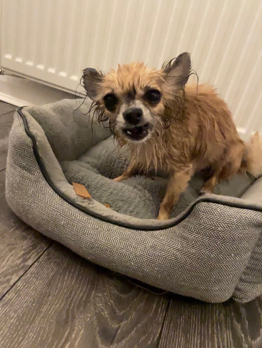 PhysicsUnicorn's tweet photo. @KosokoJackson LOVABLE GREMLIN ✨Brando✨ https://t.co/LWNWJxgezr