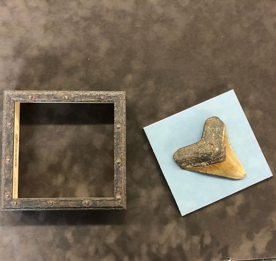 truvueglazing's tweet image. "These #shadowboxes contain #fossils from a time long before framers. For the #Megalodon tooth, we chose a frame that looked like it was also at the bottom of the ocean. Both were covered with #TruVue #MuseumGlass so every detail can be viewed perfectly." –#RoxFrames