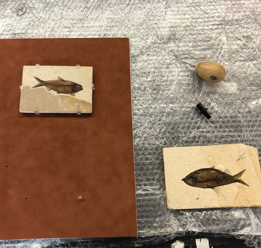 truvueglazing's tweet image. "These #shadowboxes contain #fossils from a time long before framers. For the #Megalodon tooth, we chose a frame that looked like it was also at the bottom of the ocean. Both were covered with #TruVue #MuseumGlass so every detail can be viewed perfectly." –#RoxFrames