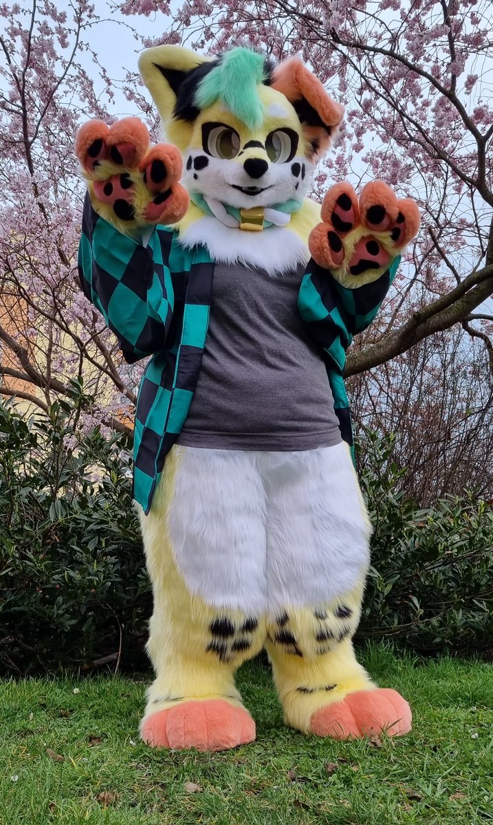 I'm finally done with the Digilegs! And I'm as excited and happy as they turned out.😍💕 omg I never thought I would dare. But I'm glad I did it.🥹
Plus look the cool new outfit for Split.
How do you like it? 🤗💛 

📷 by <a href="/Akoto_Fishy/">Akoto</a>(Thank you💕) 
#furry #furryfandom #fursuit