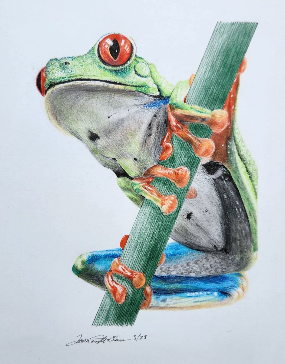 Fascinating little creature. Drawing using an assortment of tools - pens (Micron and others) in different colors, colored pencils (Prismacolor and Berol) and Faber graphite pencils. Image is about 5 1/2 x 6.