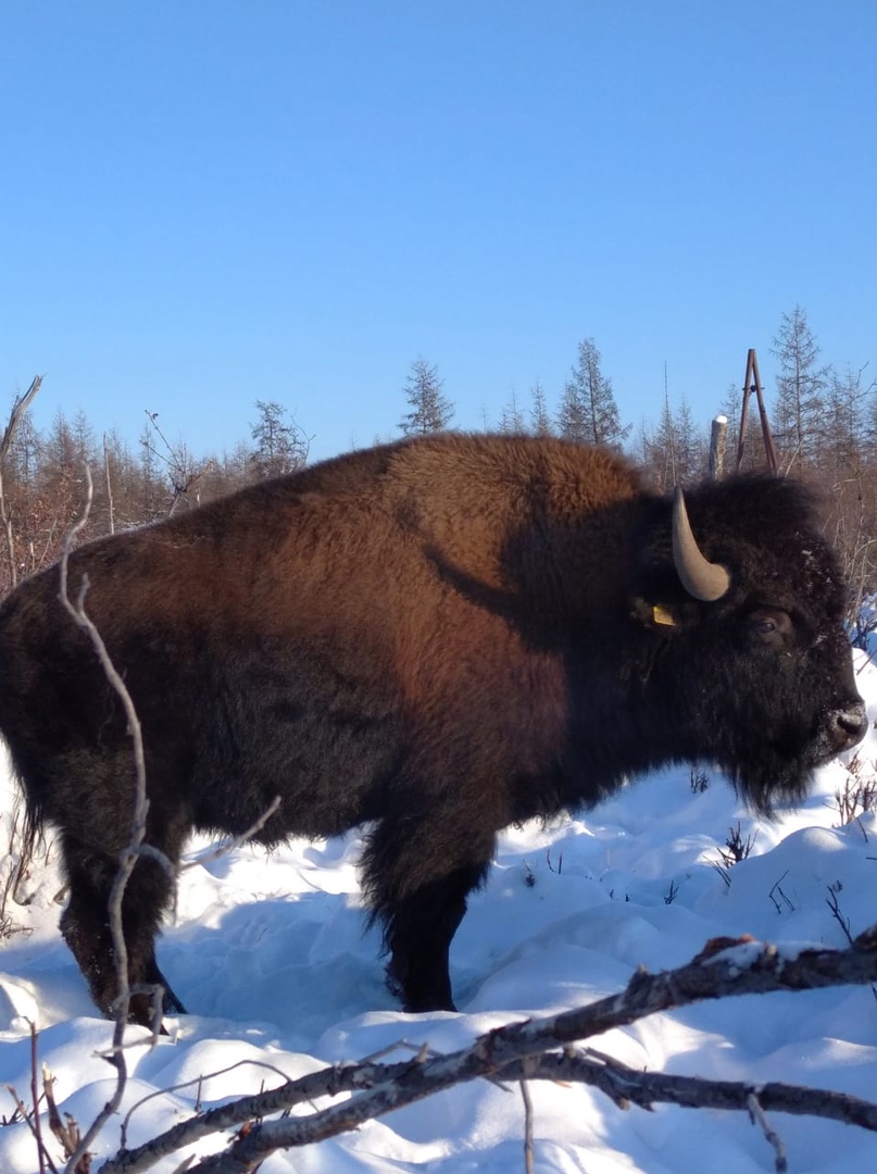 A bison in a Pleistocene park. Profile photo. As before, the picture was taken by one of the park rangers.