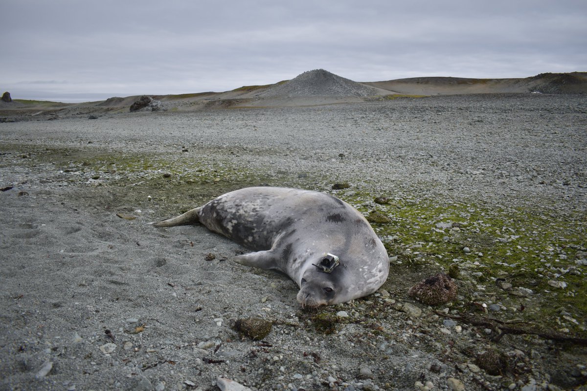 Today is #InternationalSealDay, a day to raise awareness of seal conservation! 🦭 To celebrate we have a new blog article all about the amazing seal research being done by Dr @LuisHuckstadt, senior lecturer at @UniExeCornwall 📰 Read Pt 1 now! ➡️ tinyurl.com/2n6ksfjp