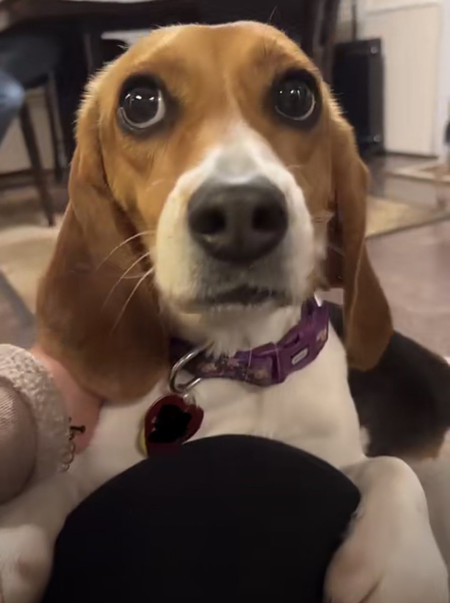 How could anyone hurt a dog. All they want to do is please you. #stopanimalcruelty #stoptestingonanimals #beaglefreedomproject #usecrueltyfreeproducts