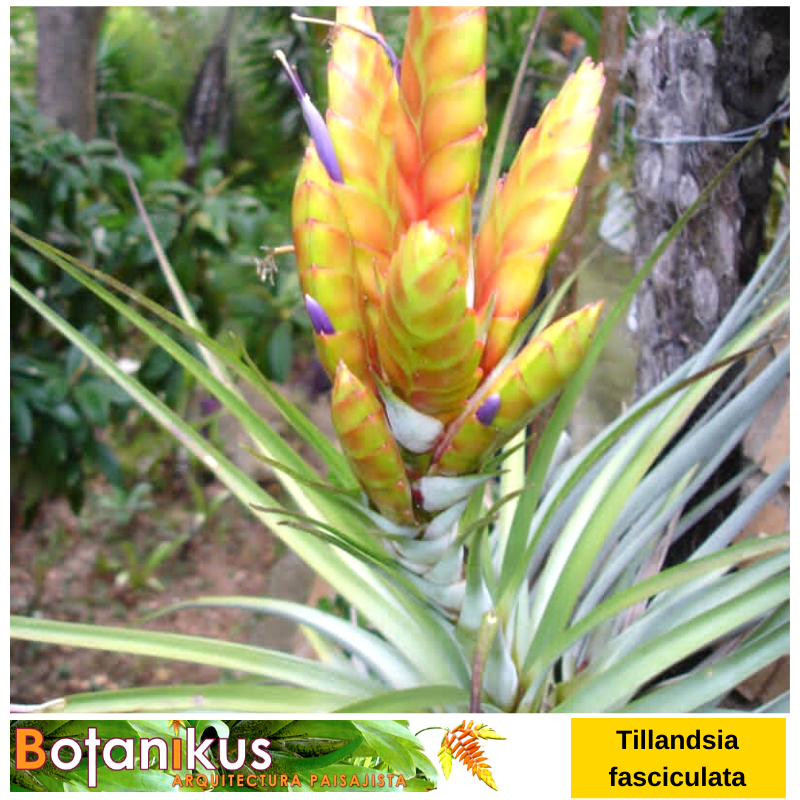 #TipsBotanikus 
Conozca mas de esta bella Tillandsia fasciculata en nuestro canal de <a href="/YouTube/">YouTube</a> sge.st/1pokt7A 

* Whatsapp: + 58 (414) 2300833 
sge.st/WaZfjus 

#botanikus #amigosdebotanikus #jardinería #jardines #bromelias #orquídeas #plantas #tillandsias