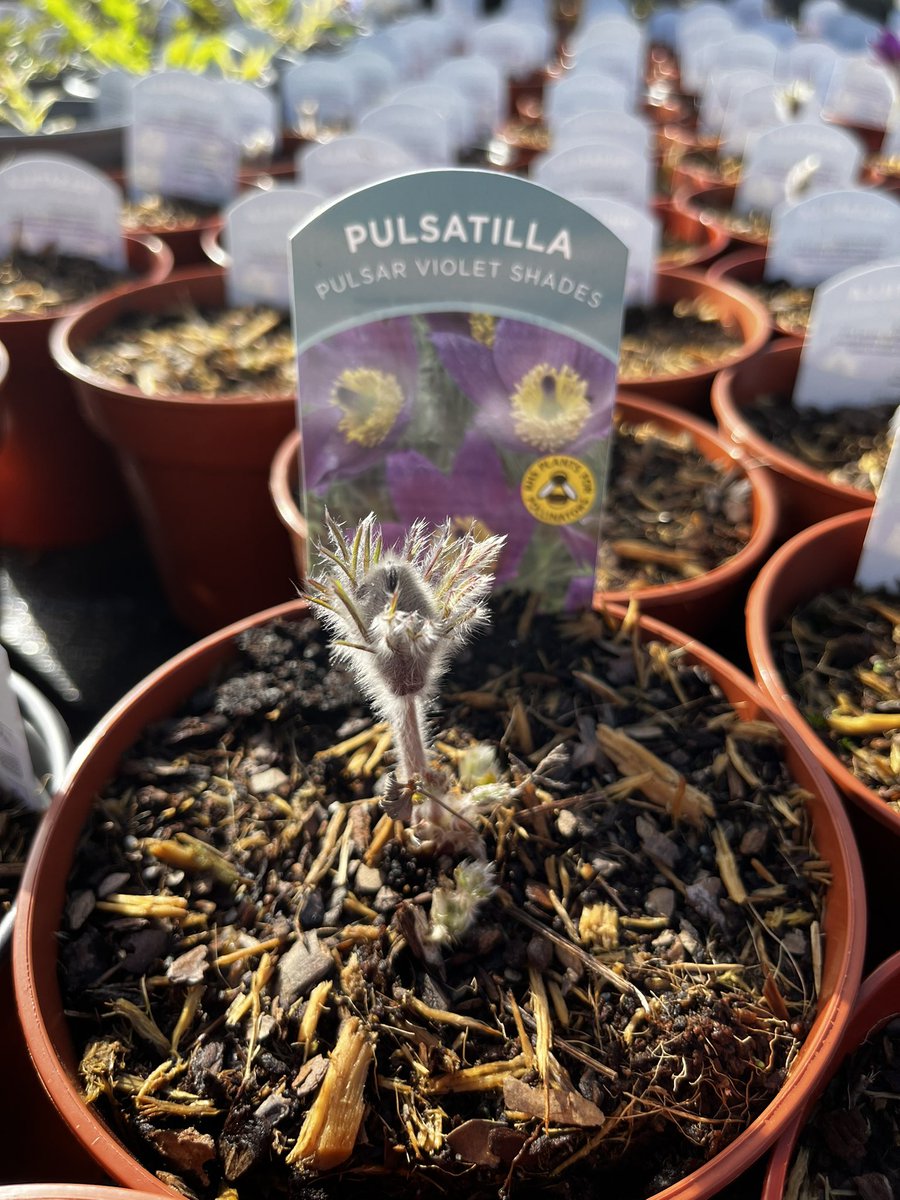 Here they come!! #spring #oswestry #perennials #SHROPSHIRE #peatfree #bees spring is here!!