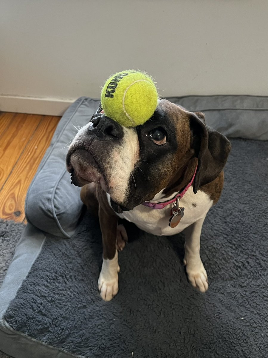 kendalljkennedy's tweet photo. Coco’s been patiently waiting for #AEFP2023, because she gets to hang out with her doggie daycare friends all weekend! Heading to Denver this afternoon! #petsofAEFP https://t.co/sDMTWHzZ4e
