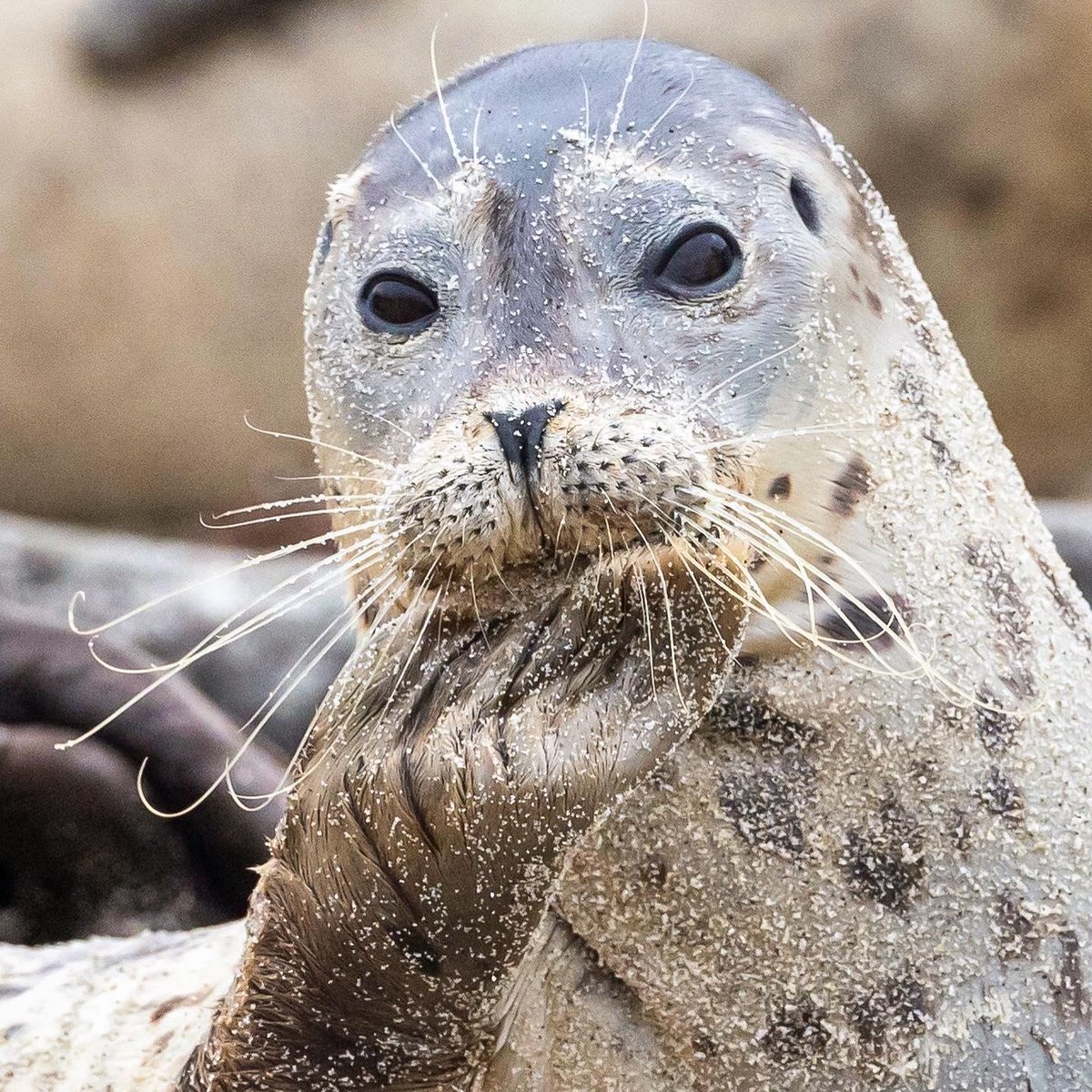 BBC Earth on Twitter "Do harbour seals have ears? Harbour seals may