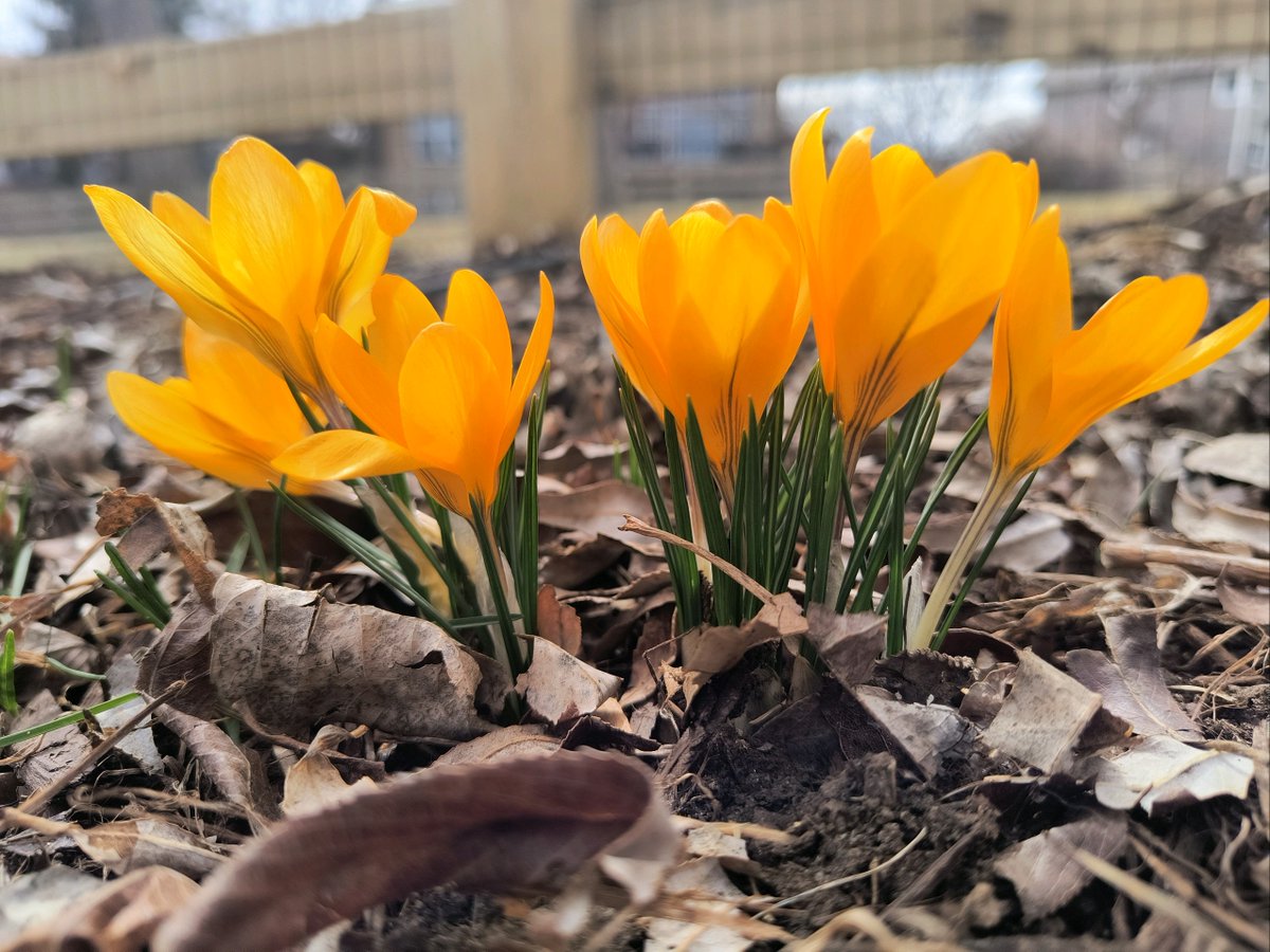 townofsuperior's tweet photo. Keep your eye out! Spring has sprung in Superior!!

#SuperiorColorado #TownOfSuperior #YellowCrocus https://t.co/MQGI1YLdpF