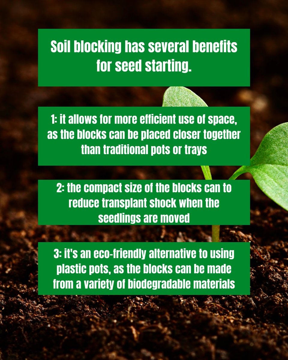 Garden_Indoors's tweet photo. Ever heard of soil blocking?
Soil blocking is a space-efficient and eco-friendly way to start your seedlings. Instead of plastic pots, create compact blocks of soil that reduce waste and transplant shock. SWIPE to learn more! 🌿🌱
#soilblocking #indoorgardening #seedstarting https://t.co/IBj4UvzZ71