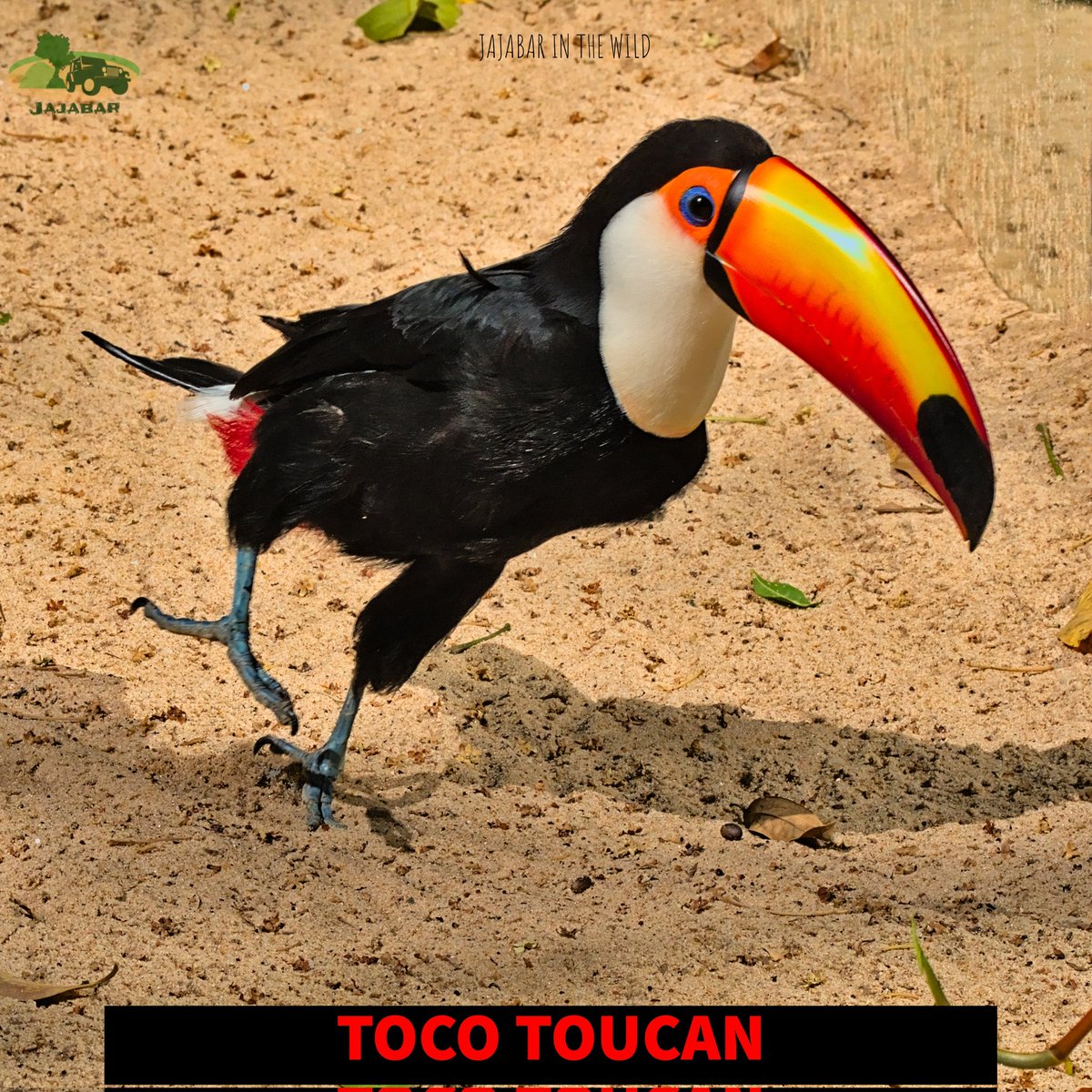 _amrajajabar's tweet photo. #birds #birdsofinstagram #wildbirds #birdsofbrazil #tocotoucan #toucan #iguazufalls #iguazufallsbrazil #parquedasaves #brazil #brazilbirds #wildlifeplanet #wildlifephotography #wildlifeofinstagram #wildlifeonearth #wild #wildlife #nikon #nikond500 #sigma150600mm #jajabar https://t.co/gXnoGo94wD