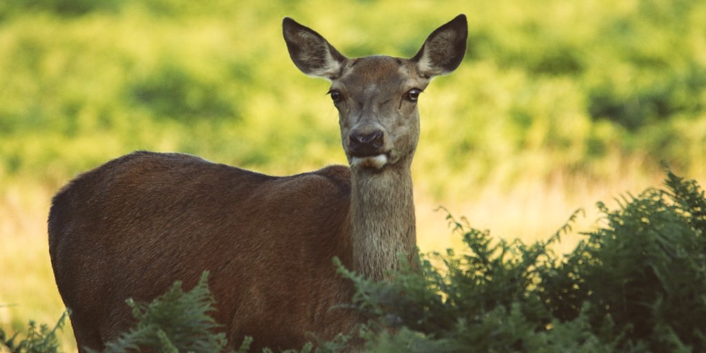 BritishDeerSoc's tweet photo. Beautiful Red Hind in bracken - photo captured by Grahame Camm
#deer #reddeer #redhind #deerphoto #deerphotography #wildlife #wildlifephotography #wildlifephoto #WildlifeWednesday https://t.co/1Oi79P1Laf