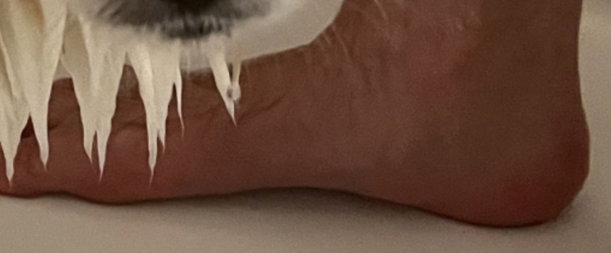 MayaTheShy tweet media