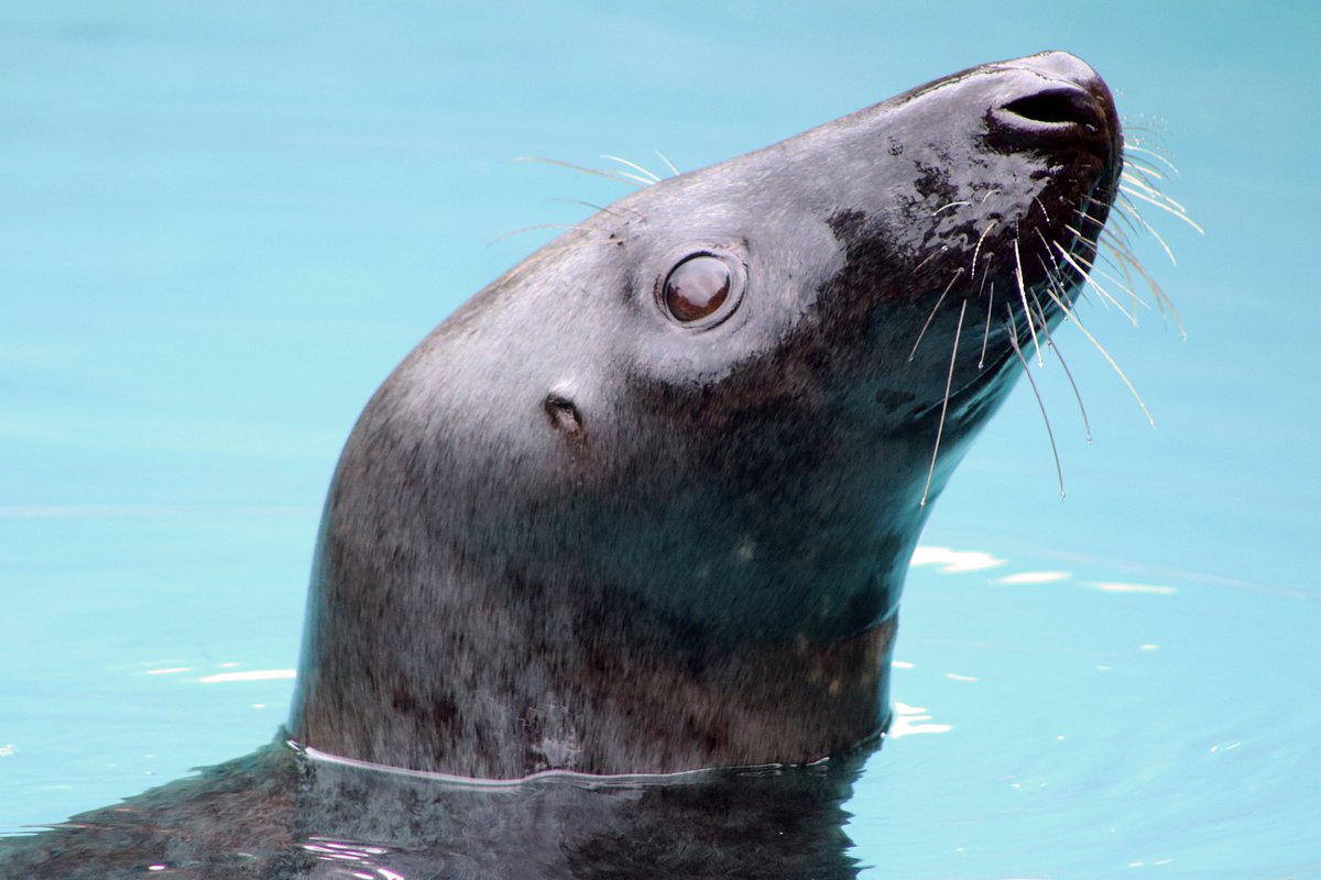 Happy #InternationalDayOfTheSeal to our marvelous marine mammal duo Scooter & Ziggy! 🦭

#greyseal #seal #SealDay #Mammals #cuteanimals #protectedspecies #IndyZoo