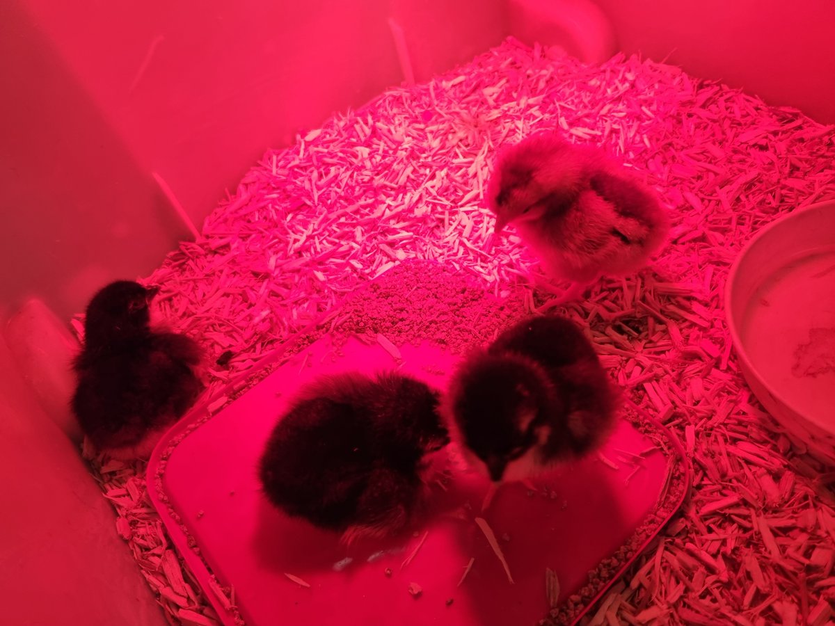 WillowsCE's tweet photo. After weeks of patience and immersive learning, @TheAntsClass and @ClassVoles have 5 feathered friends 😀🐣🐥 https://t.co/Or5ZhN45oM