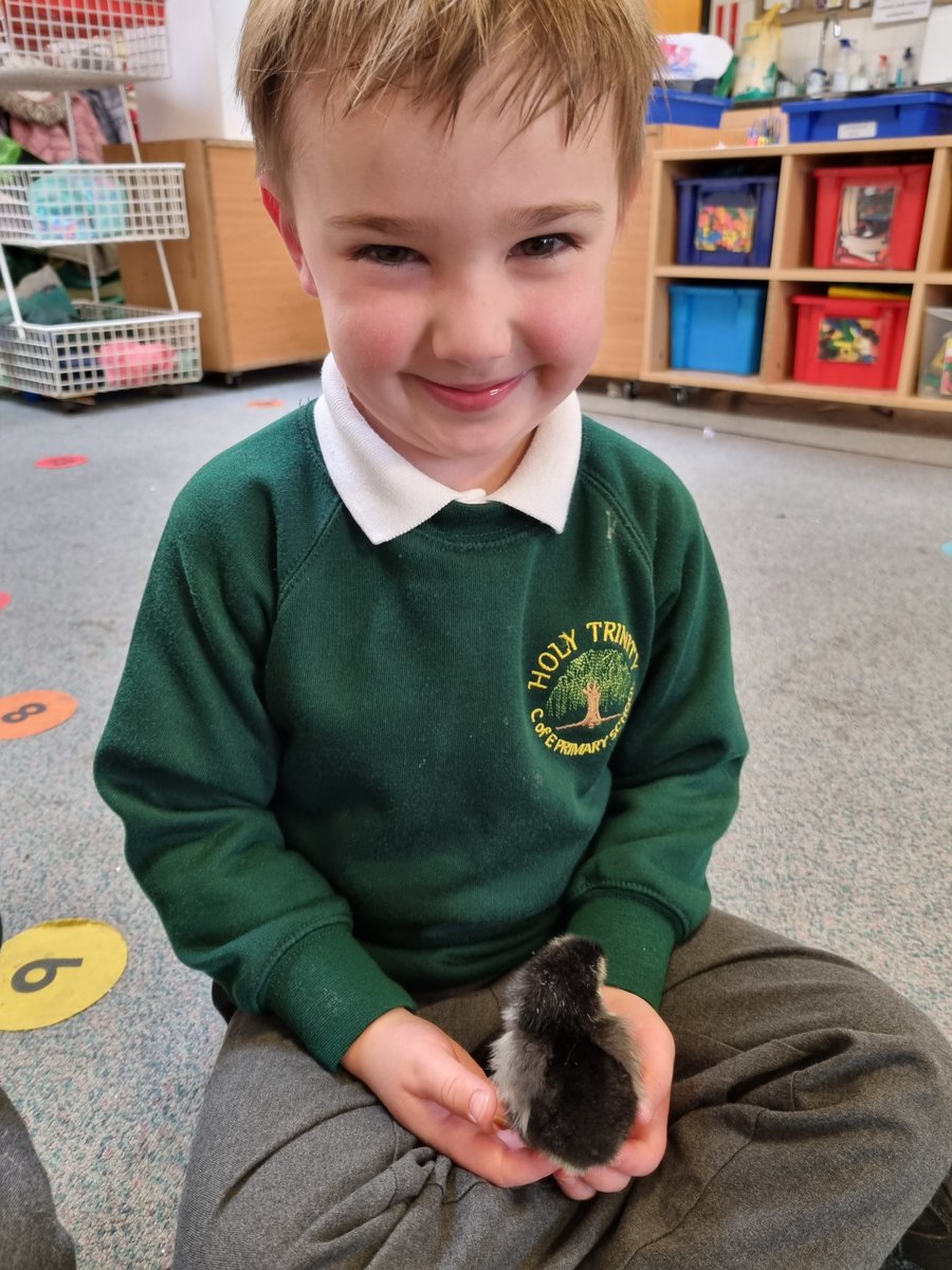 WillowsCE's tweet photo. After weeks of patience and immersive learning, @TheAntsClass and @ClassVoles have 5 feathered friends 😀🐣🐥 https://t.co/Or5ZhN45oM