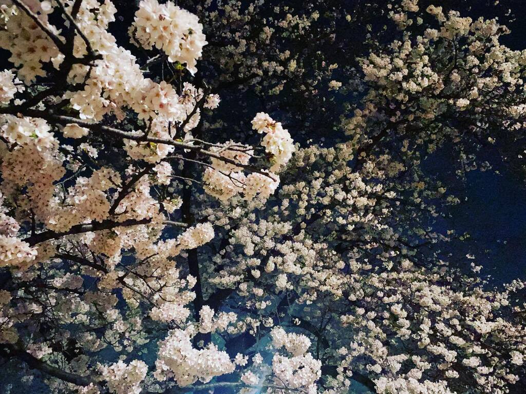 remzou's tweet photo. 毎年恒例の…夜のお散歩。
今朝の映画のワンシーンのようなWBCも相まって、そして夜の公園も楽しんでる人が多くて、なんだか穏やかな心持ち🌸。
#夜桜 https://t.co/xvzXb5le8A