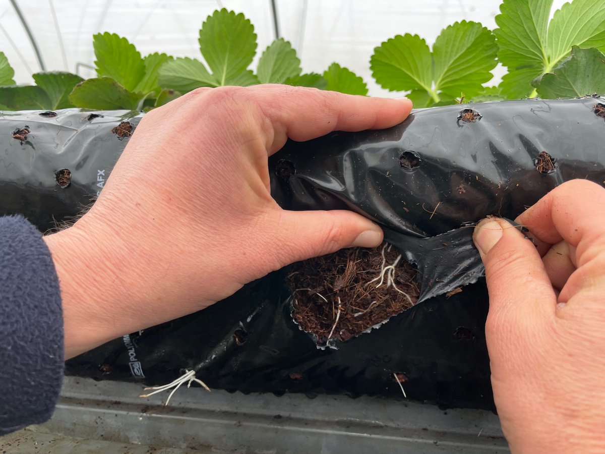 NewForestFruit tweet media