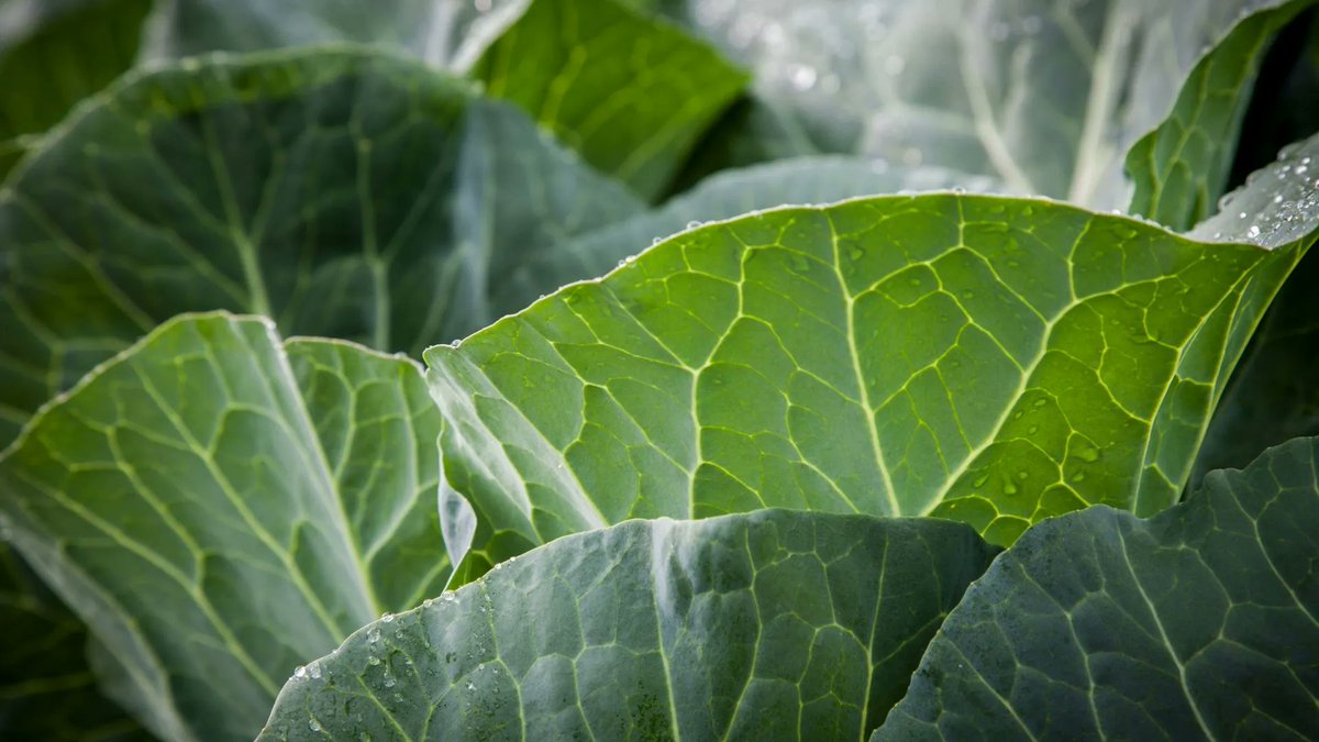 The leaves of #broccoli are edible and contain more beta-carotene than the florets. Add them to a salad or saute them  as a side dish. #healthyeatin #healthyfood