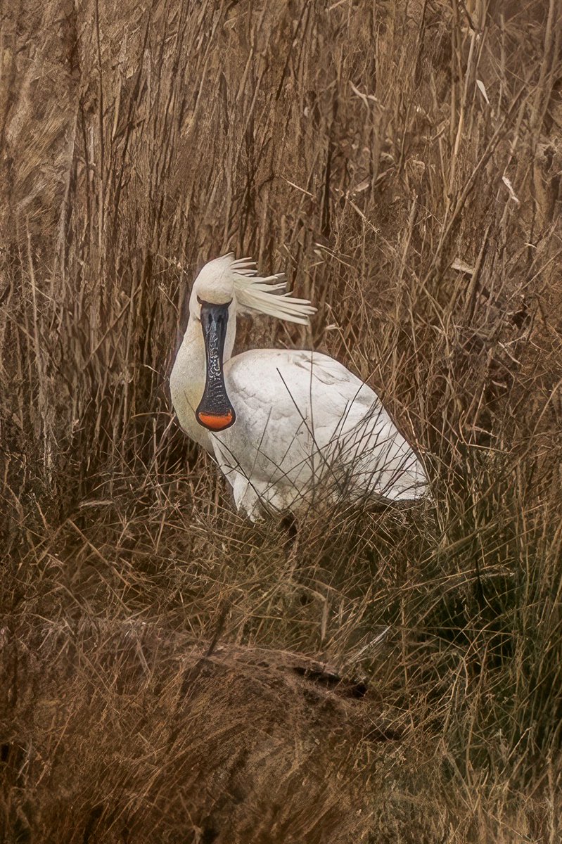 What a great shot of a spoonbill at Rainham Marshes by Andy Reid! Recently been see at the Shooting Butts hide. 
#rainhammarshes #wildlifewalks #spoonbill #birdoftheday