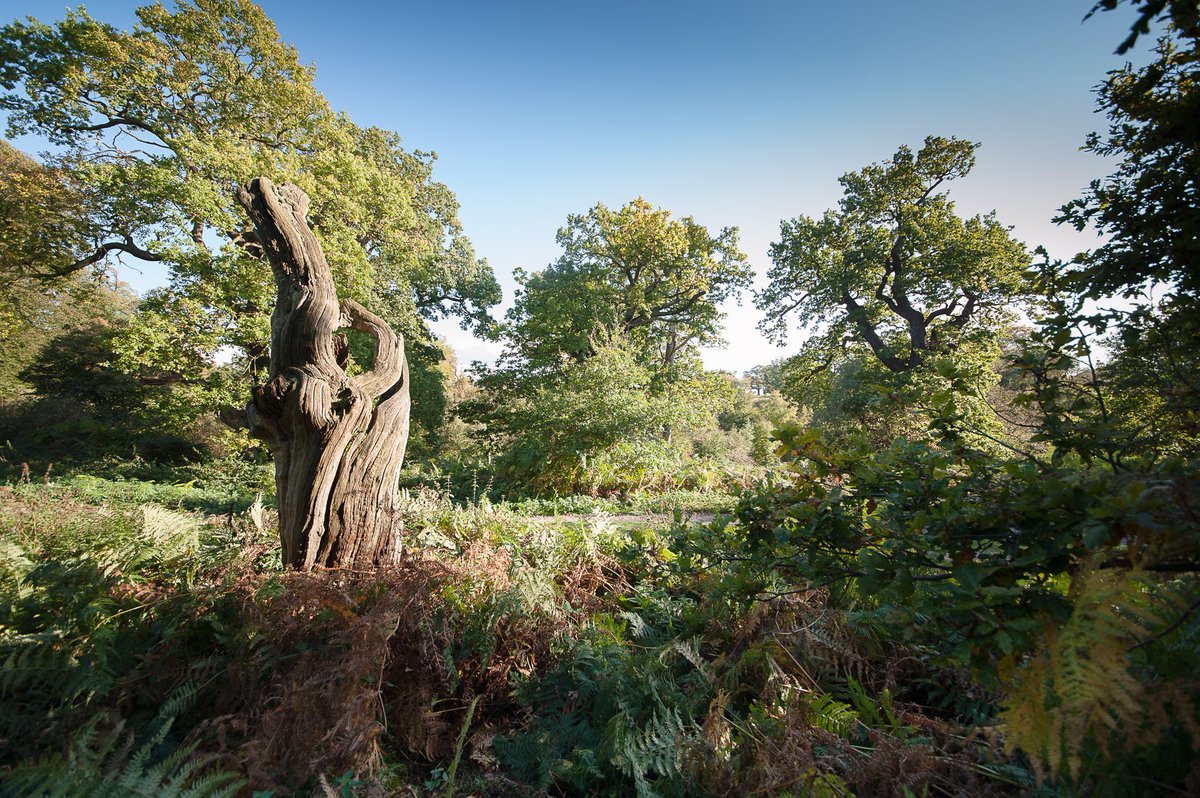 gojauntly's tweet photo. We need as many people as possible to walk our Treefest research walks in the @NatForestCo 🌲 Your data will help @DerbyUni &amp; @UK_Treescapes study the value trees have on wellbeing and pro-nature behaviours. The more research we capture, the better. https://t.co/hvNC4hakZZ https://t.co/3BPEb6jDK2