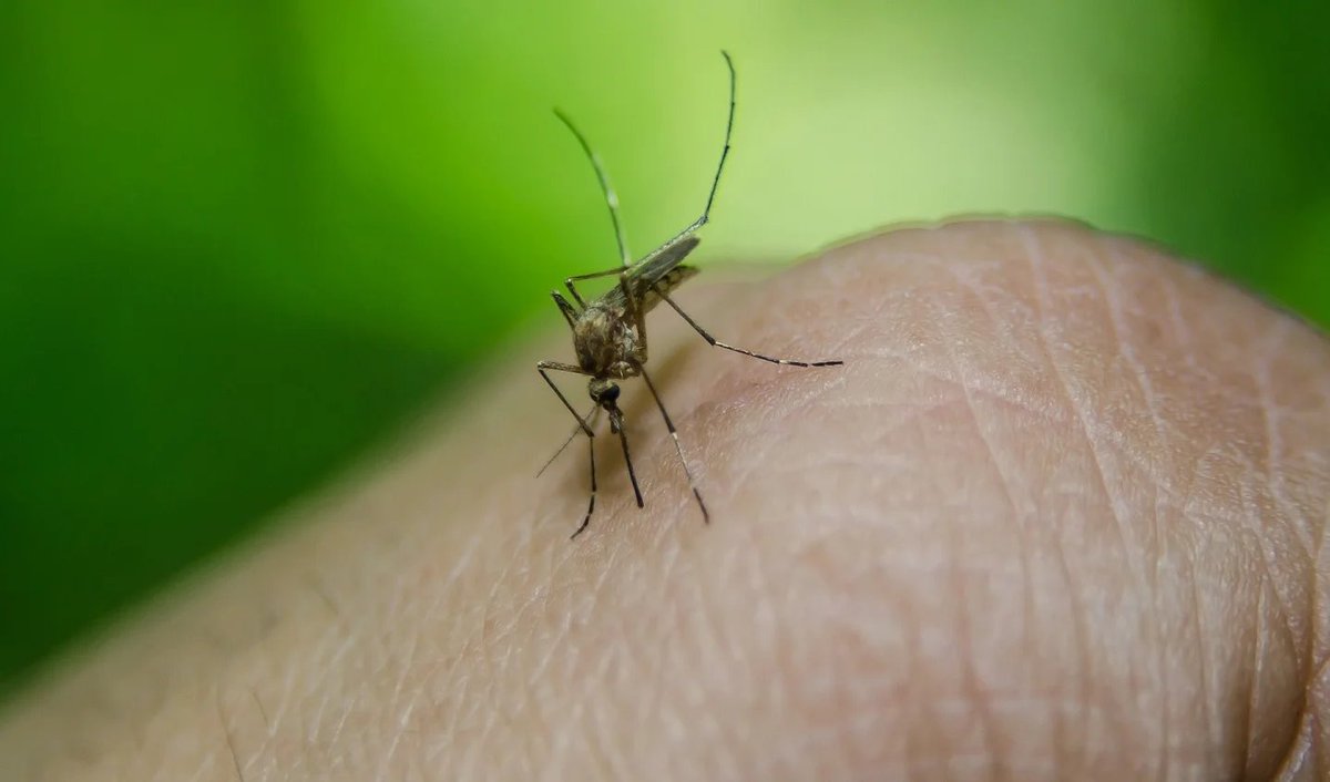 fedkukso's tweet photo. Brasil aprobó la vacuna contra el dengue "Qdenga" de la farmacéutica Takeda

Previene la enfermedad del #dengue en personas de cuatro a 60 años https://t.co/NwJGKZV1nr