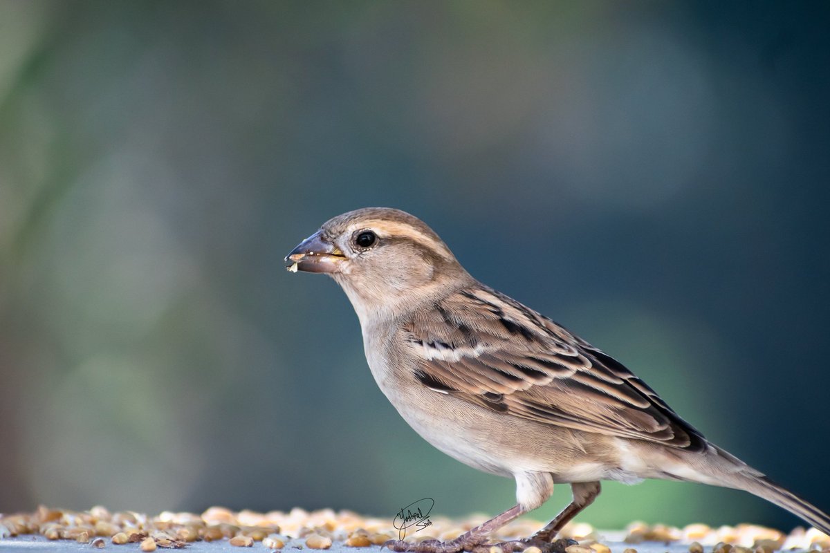 House sparrow

@IndiAves @MerlinBirdID @WorldofWilds #birdphotography #TwitterNatureCommunity #ThePhotoHour #NaturePhotography #nikonphotography #BirdsOfTwitter 
@Birding_kenya @birdcountindia