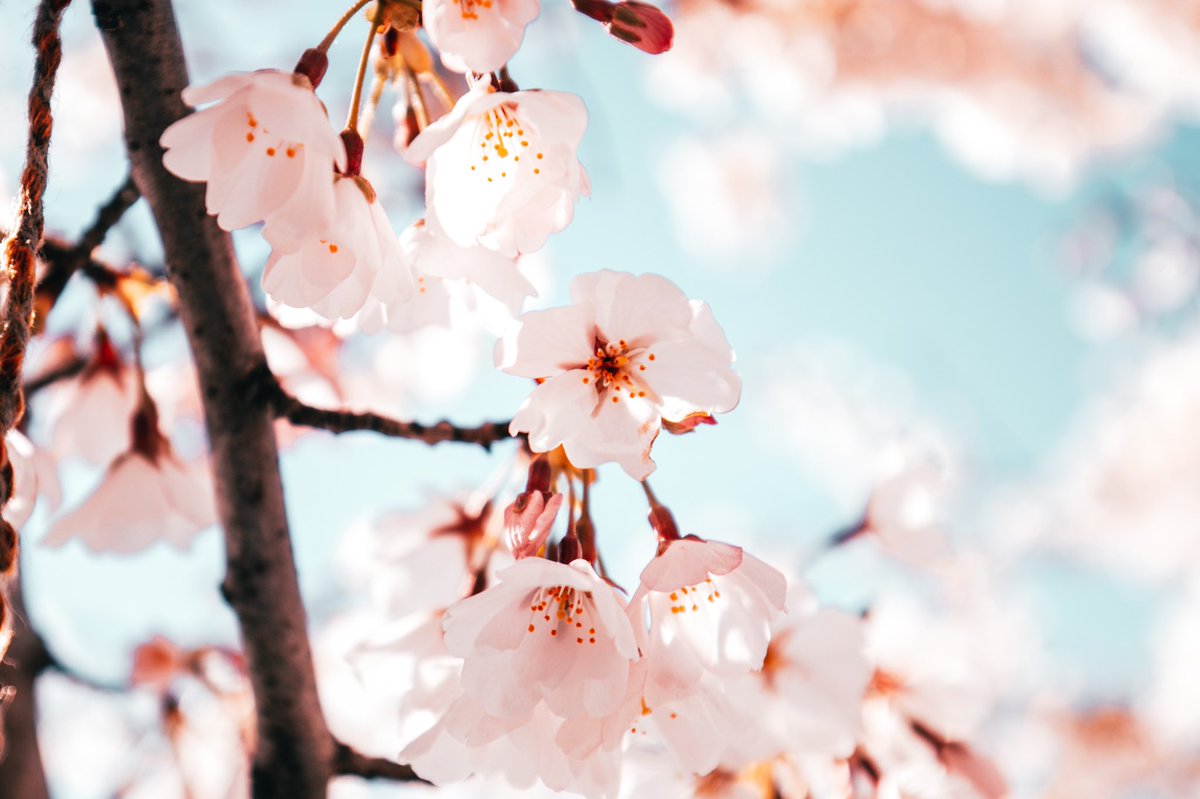 Monwellah's tweet photo. Cherry Blossom Time https://t.co/ZRNaOr3eME