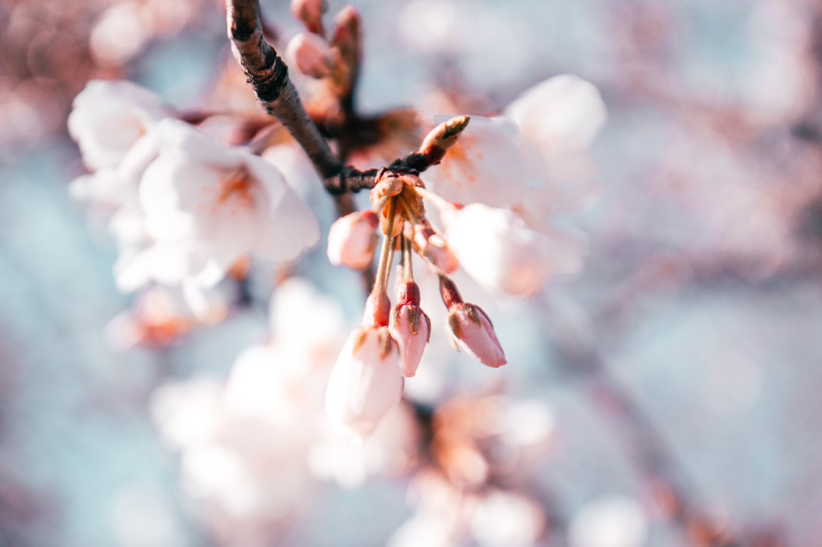 Monwellah's tweet photo. Cherry Blossom Time https://t.co/ZRNaOr3eME