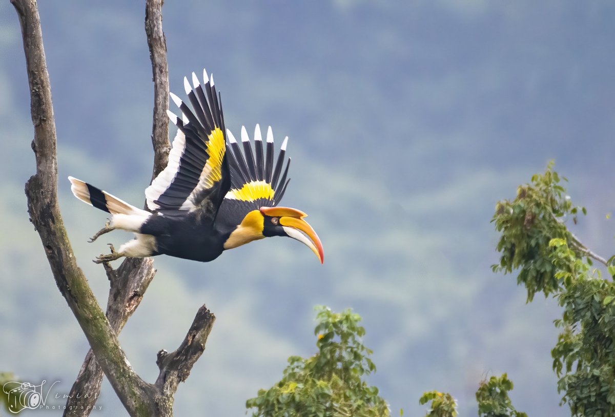 GM
#NFTCommunity #NFTFam #NFTfamily #NFTartists #HORNBILL #AMAZINGBIRDS #birdphotography #nikonphotography