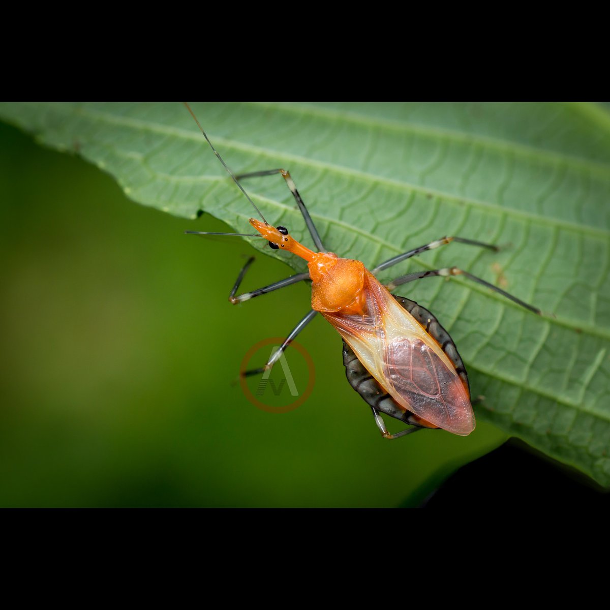 A brightly coloured Assassin Bug (Reduviidae)!

Fun fact: The nymphs of some species of assassin bug cover themselves with the corpses of their prey as a form of camouflage! Brutal!!!