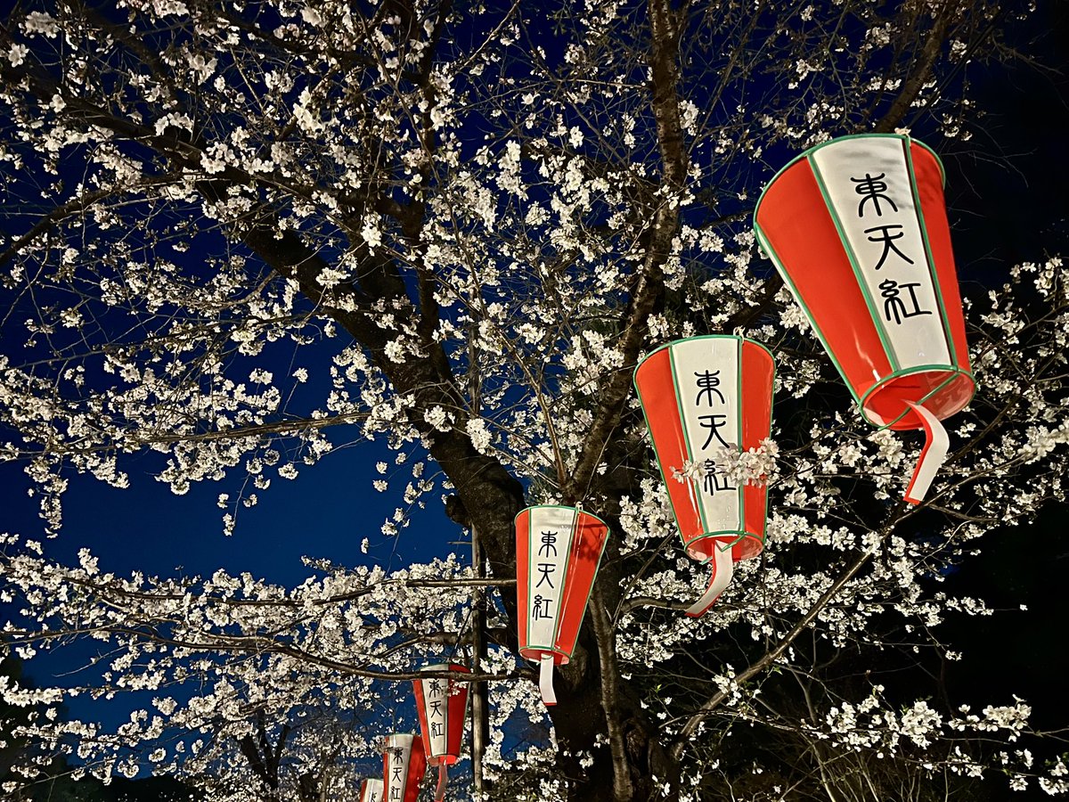 ryusukeiw's tweet photo. 上野で桜 https://t.co/ECwdWbQcDE