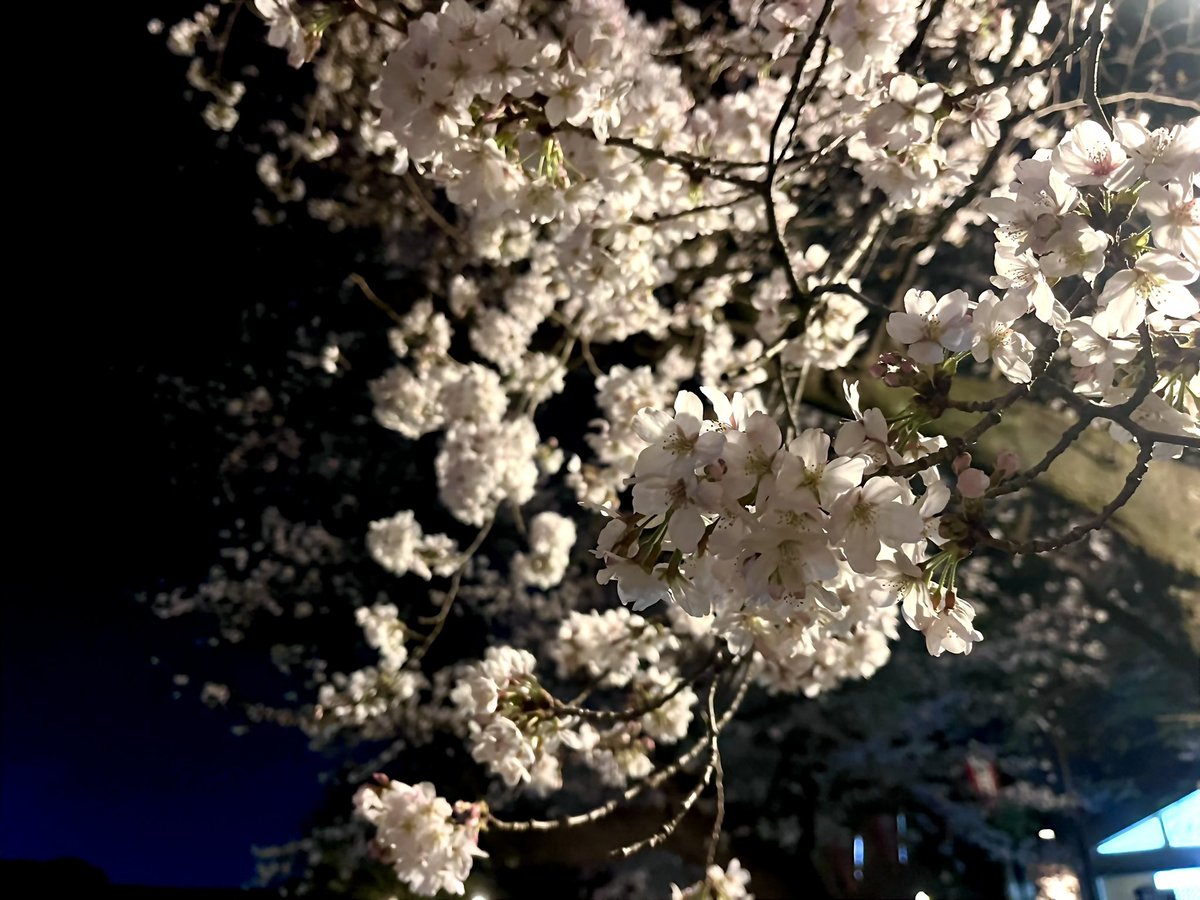 ryusukeiw's tweet photo. 上野で桜 https://t.co/ECwdWbQcDE