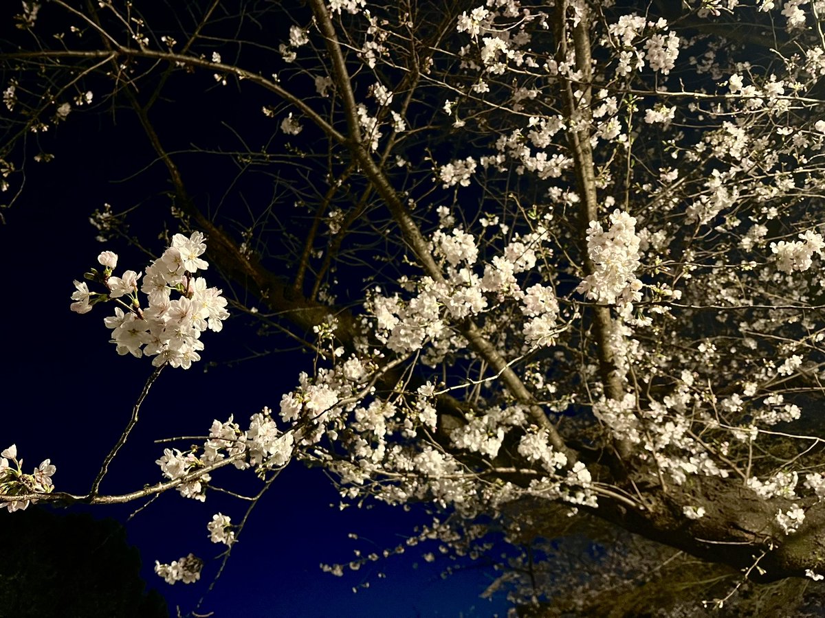 ryusukeiw's tweet photo. 上野で桜 https://t.co/ECwdWbQcDE