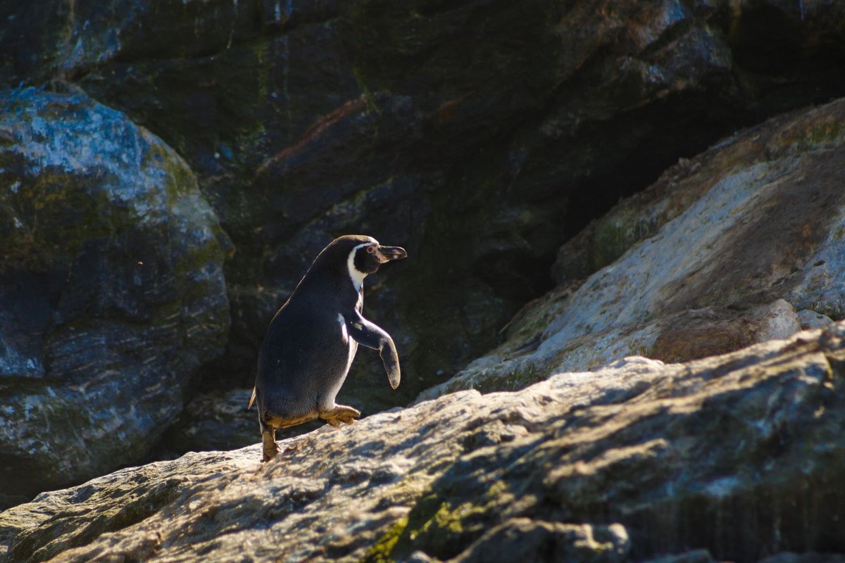 Reserva Nacional Pingüino de Humboldt dlvr.it/SlJJky