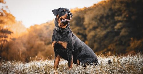 TheBestPetDogs's tweet image. Discover the loyal and protective Rottweiler with our comprehensive guide! From their history, personality traits, to training tips, we've got it covered. #Rottweiler #DogGuide #LoyalDog #ProtectiveDog #CompanionDog #TheBestPetDogs #TheBestPetDogBlogs
thebestpetdogs.blogspot.com/2023/03/the-ro…