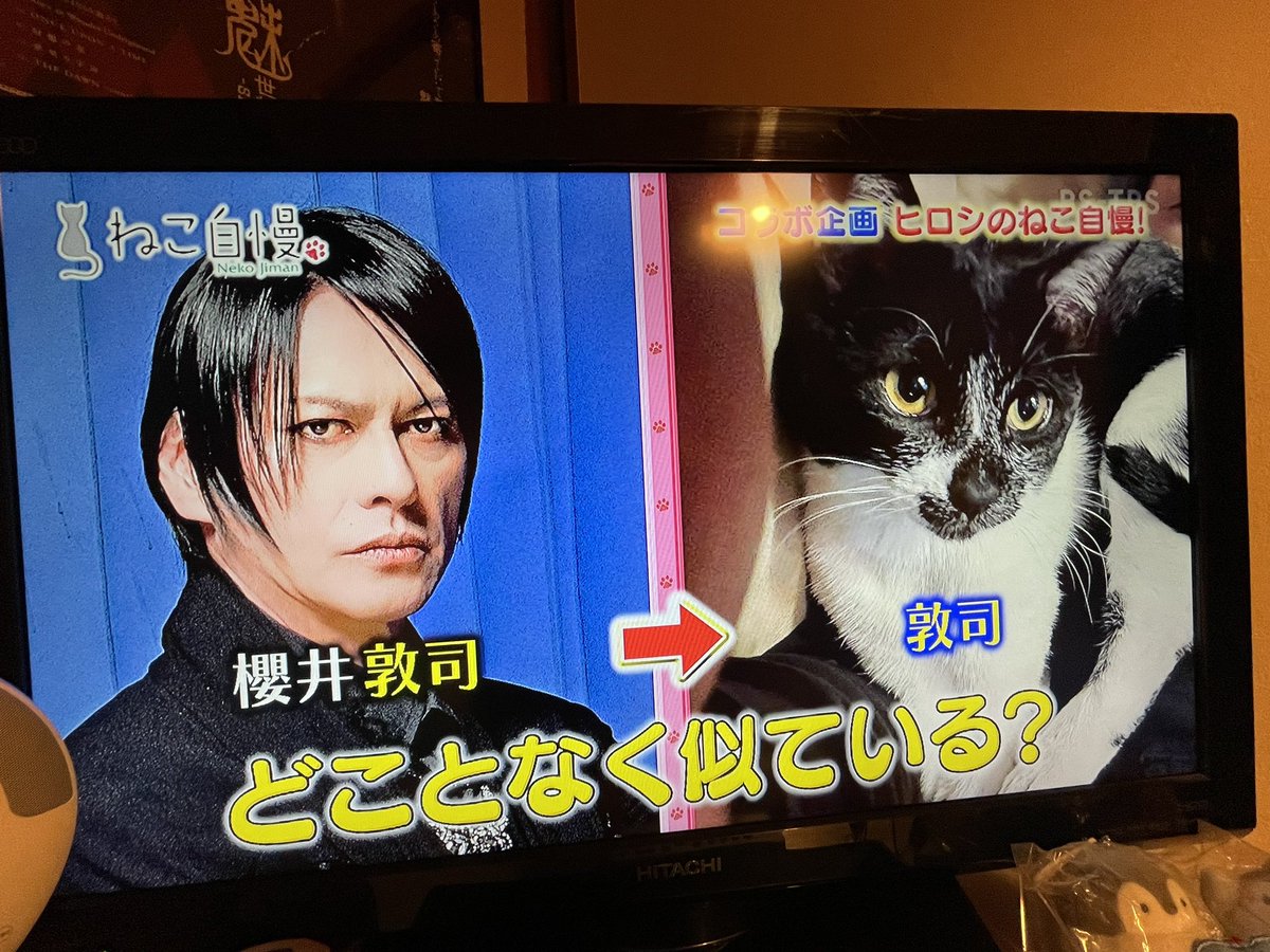 猫企画 BUCK-TICK 櫻井敦司 猫企画 BUCK-TICK 櫻井敦司 【公式通販】