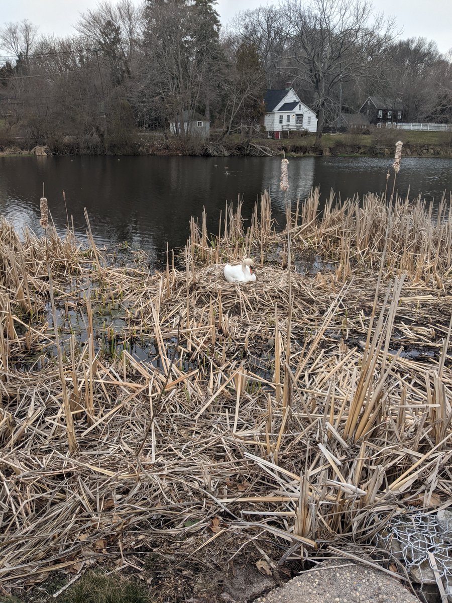 Finally bumped into the swan while she was not sitting on the nest.  6 visible eggs already!

Probably more coming, as the Internet says the numbers should be around 6-12. One egg every 1-2 days

#Swans