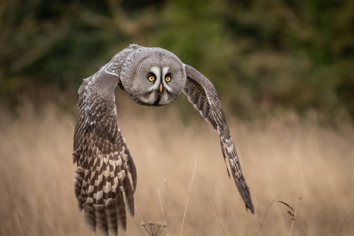 Hunting down the weekend! 

#youvegotthis #birdphotography #BirdsOfTwitter #owls #greyowl #TwitterNaturePhotography #eyes