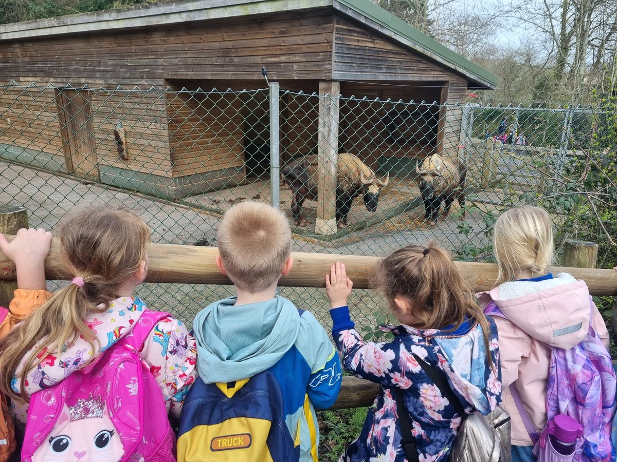 HighViewPlym's tweet photo. What a wonderful day year 1/2 have had at Paignton Zoo. We saw lots of incredible animals and learnt about endanged species. The children were super ambassadors of the school. @PaigntonZoo #animalgroups #Endangeredanimals https://t.co/hoSItccf3J