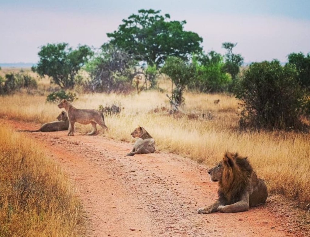 We've found your happy place.The only place that sparks joy!
#zurutsavoeast #zurunakws #zurukenyaparks