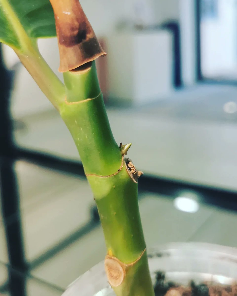 LifeSpace (@lifespacedundee) on Twitter photo There's all kinds of new life, art, and conversation emerging in our new exhibition here at #DundeeUni. We have a special opening tomorrow, Thurs 23 Mar, and we'll be announcing another new #workshop with <a href="/emilyfongstudio/">Emily Fong (she/her)</a> soon! Deets and free booking at UoD.ac.uk/bonding There's all kinds of new life, art, and conversation emerging in our new exhibition here at #DundeeUni. We have a special opening tomorrow, Thurs 23 Mar, and we'll be announcing another new #workshop with <a href="/emilyfongstudio/">Emily Fong (she/her)</a> soon! Deets and free booking at UoD.ac.uk/bonding