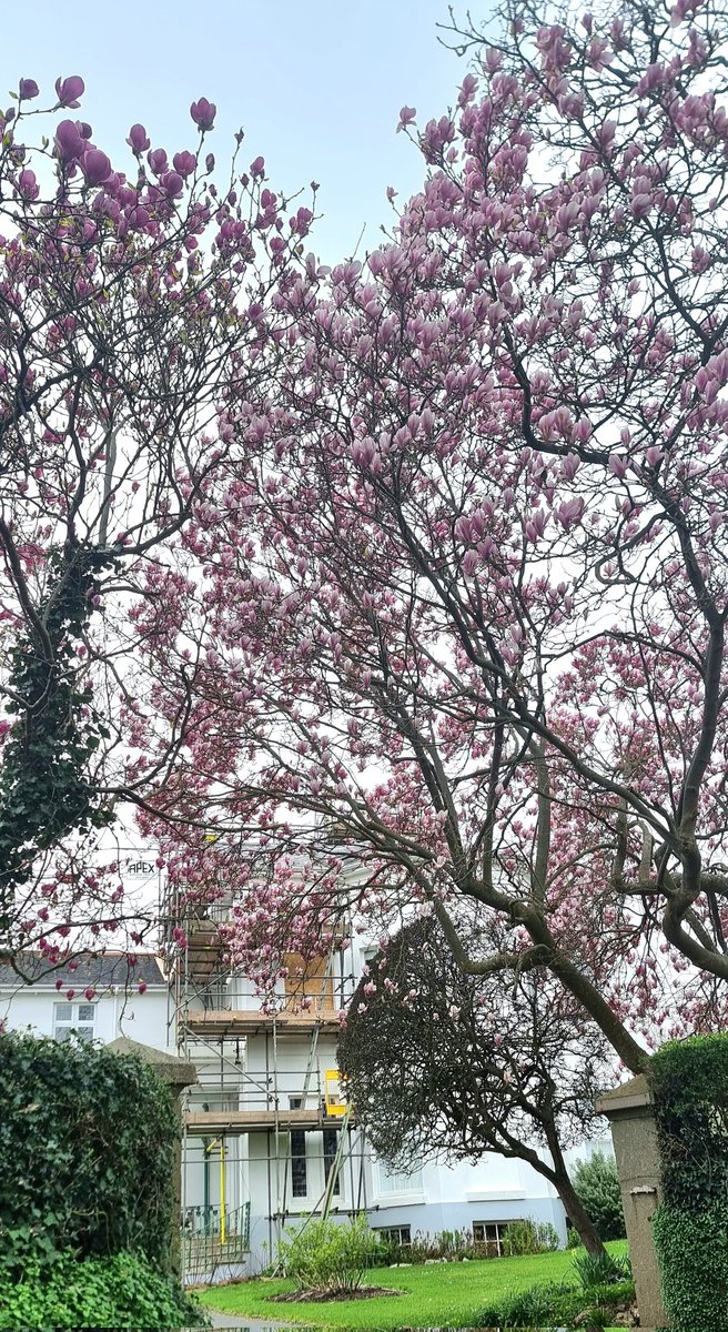 apexscaffexe's tweet photo. It was the start of Spring this week, and #Exeter is looking resplendent with all the beautiful Magnolia trees in bloom already
#apexsignboard #lookcloser #scaffolding #springinexeter #spring https://t.co/VskzWGw8IH
