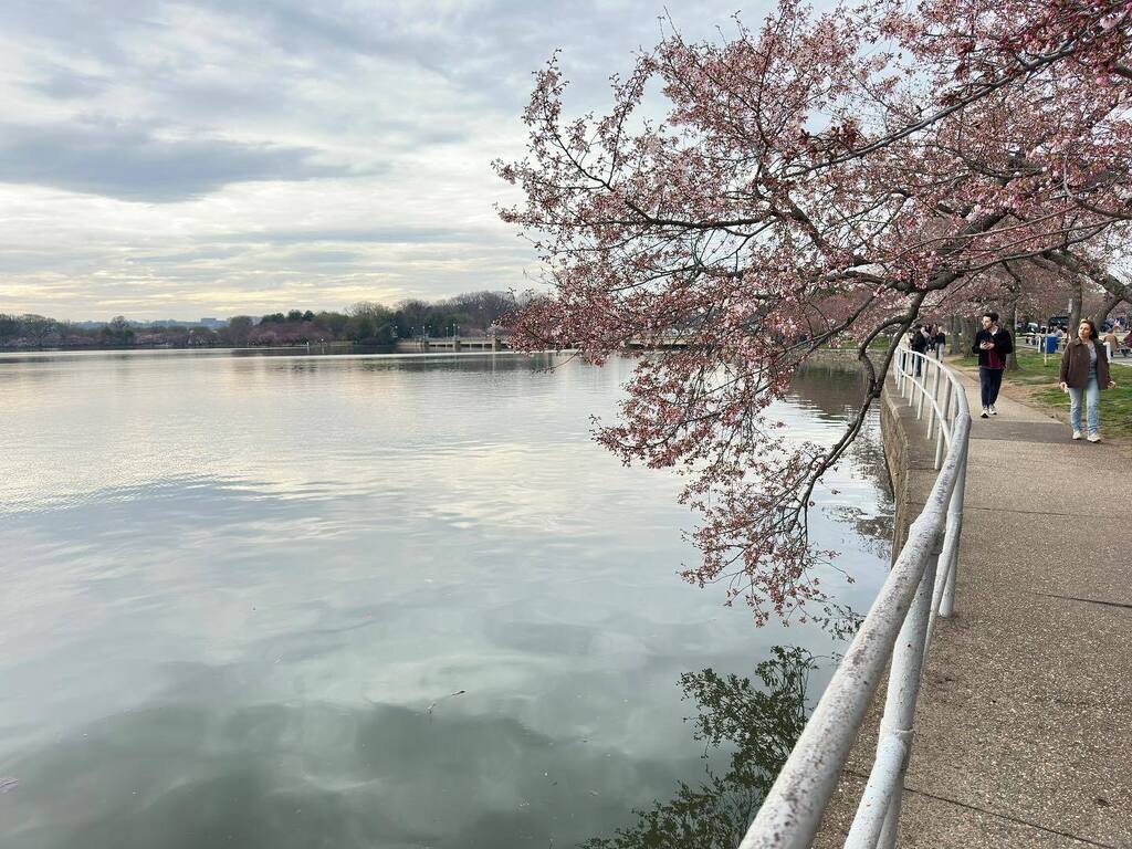TheDMVWorkshops's tweet photo. 📸🌸 Event update: We have moved our DC Photo Walk through the Cherry Blossoms to Sunday, March 26th. See details in our Eventbrite ticket for where to meet, etc. They are calling for rain on Saturday, pretty much off and on all day. No rain forecasted… https://t.co/3bc9EYINPe https://t.co/mX3D0YZGC2