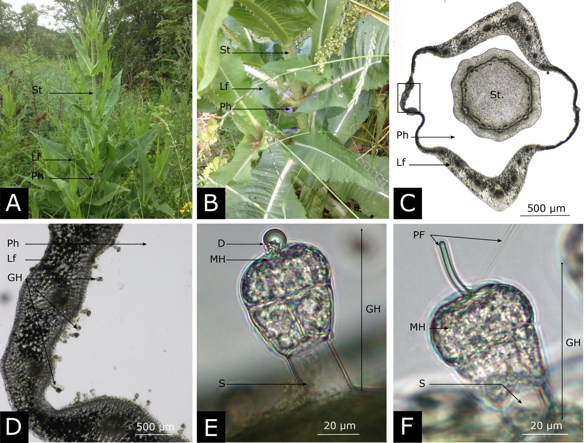 ESAEcology's tweet photo. In 1877 Francis Darwin (son of Charles) described bizarre moving filaments in the leaf cups of #CommonTeasel; 150 years later, @ESAEcology's #TheScientificNaturalist picks up the mystery &amp; finds new evidence for their function

https://t.co/lIK0s588a6

#PlantMicrobeInteractions https://t.co/nrm0zSGdli