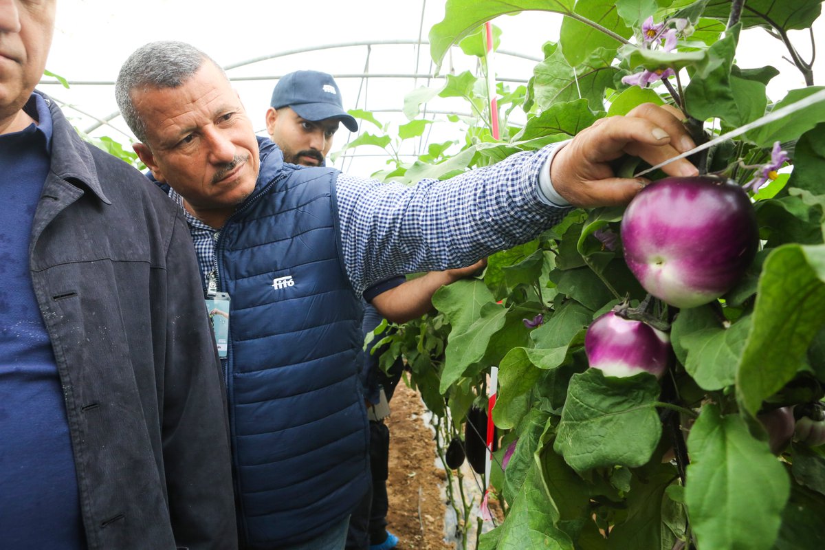 SemillasFito's tweet photo. 🇯🇴 #FitoWeek Middle East 2023 edition was organized in Jordan 🥒🍅
🙌 We have invited all our clients from all over the Middle East and outside of the region to see our varieties and our new office 🏢 https://t.co/IXHi50AMSQ
