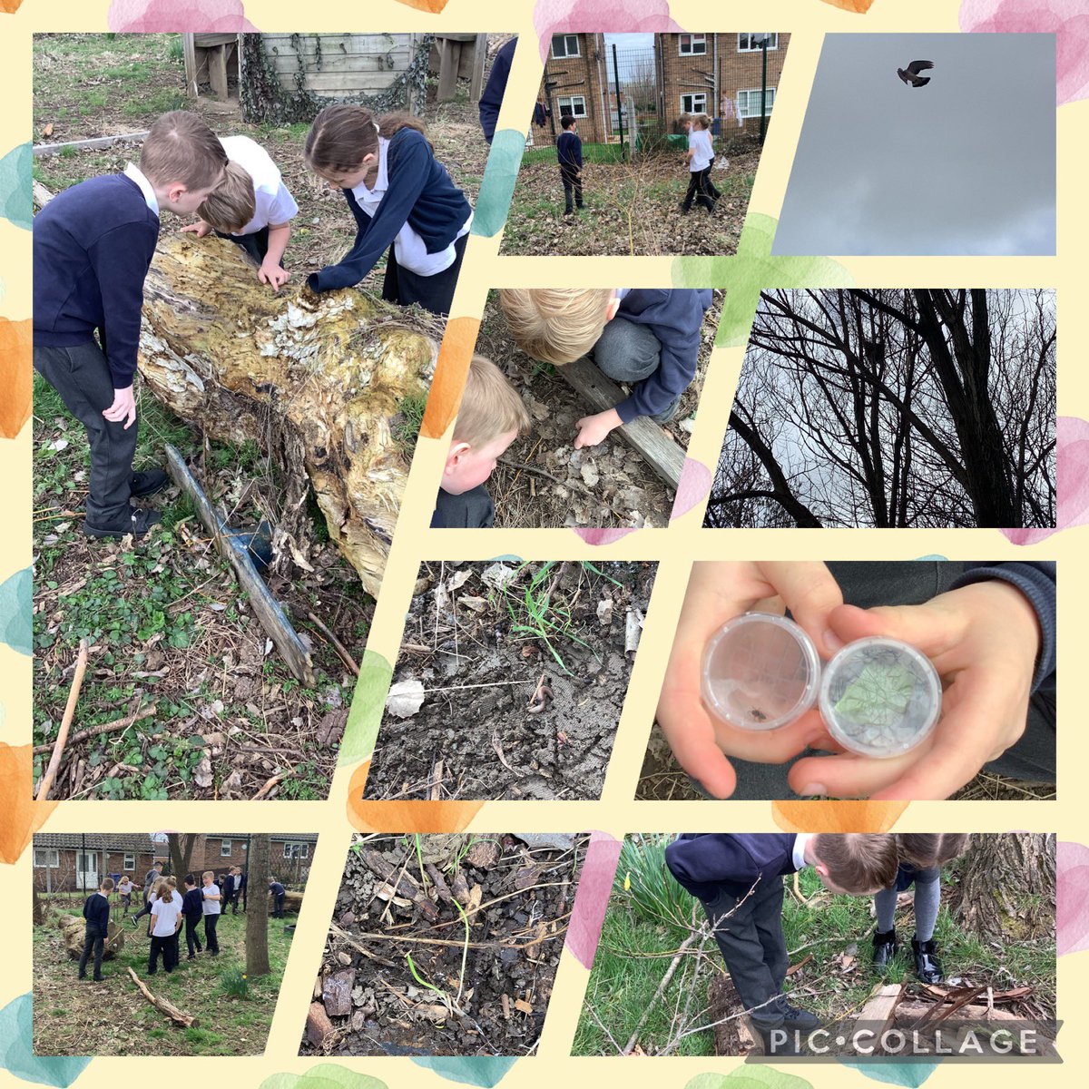 StHelensYear4's tweet photo. In Science the children have been exploring our school woodland to see what plants and animals live here so that we can create a classification key next lesson @ScienceatStH1 @HeadofSchoolSH @STHAssistantHT @StHelensAcademy @SouthamMr https://t.co/6asHk6GdqD