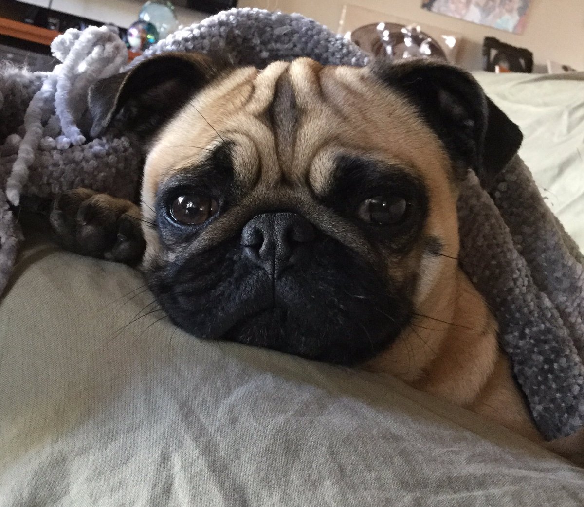 mrsmergirl's tweet photo. #pugtalk #scribblepug
Hooray itโs pugtalk Wednesday again, 7 pm EST!
I canโt wait, see you then! Love Miss Mochi โค๏ธ ๐พ ๐พ https://t.co/CvjwMsoXAo