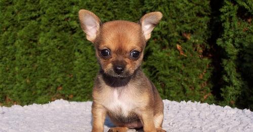 TheBestPetDogs's tweet image. Looking for a tiny but mighty companion? Check out our comprehensive guide on the Chihuahua! From their history, unique personality traits, to training tips, we've got it all covered. #Chihuahua #DogGuide #doglovers  #TheBestPetDogs #dogs #dogslife

thebestpetdogs.blogspot.com/2023/03/chihua…